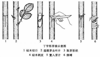 海棠芽接最佳时间和技术方法 海棠芽嫁接的最佳时机和技巧