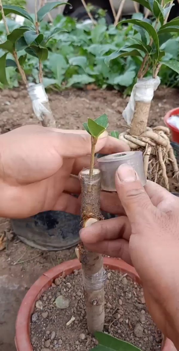 桂花芽接最佳时间和技术方法