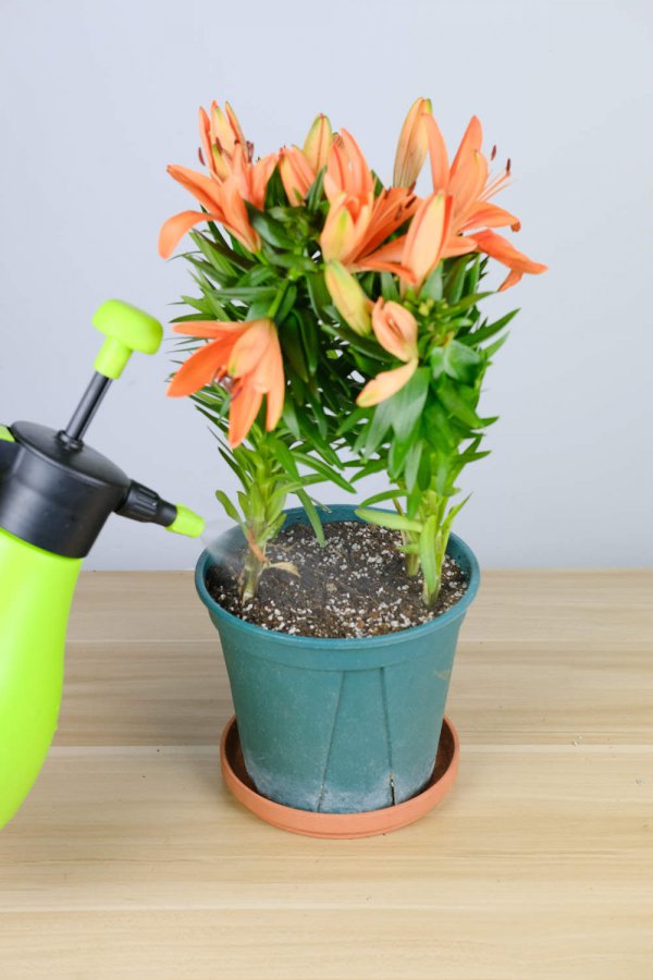 百合花几天浇一次水
