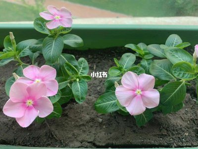 长春花几天浇一次水 长春花需多久浇一次水？