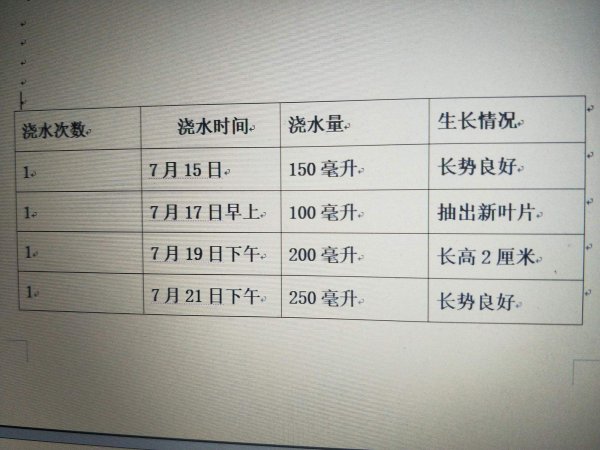 吊兰花几天浇一次水