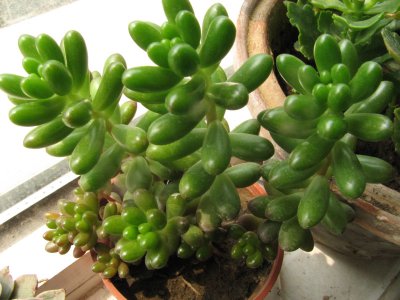 虹之玉几天浇一次水 彩虹石每隔几天浇水