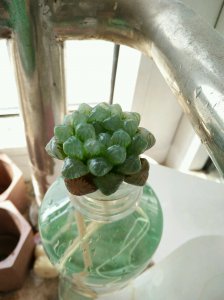 玉露几天浇一次水 玉露每隔几天浇水
