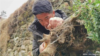 野茉莉下山桩怎么养活 野茉莉怎么种植和养护