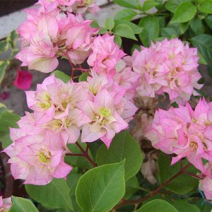 三角梅花期怎么养护管理 三角梅花期养护技巧