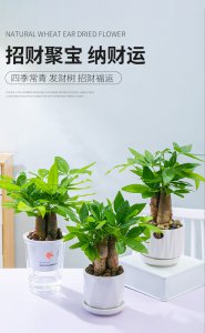 招财树什么时候换盆合适 招财树合适换盆的时间是什么时候？