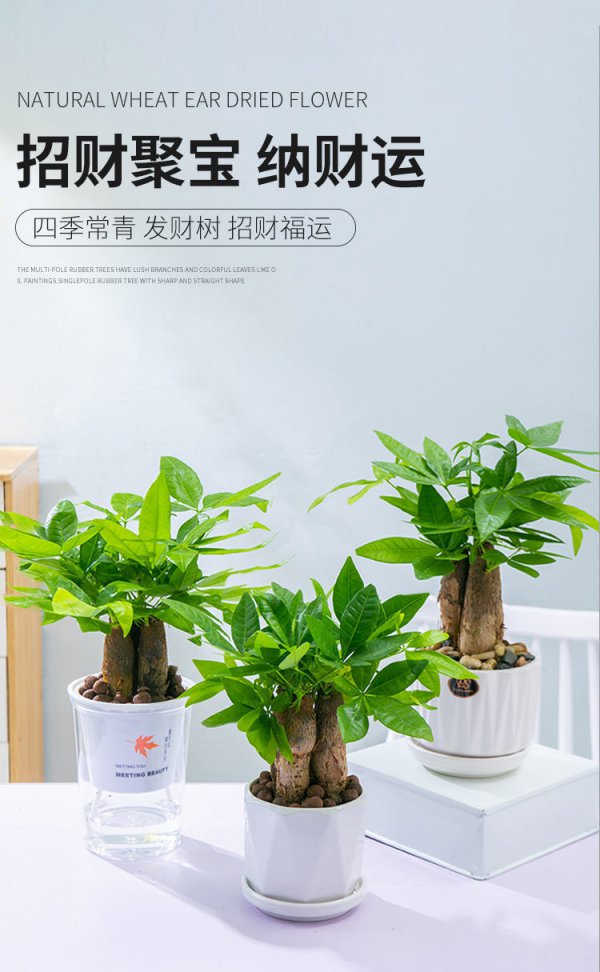 招财树什么时候换盆合适