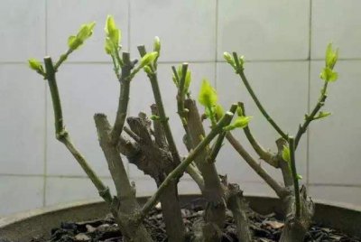 茉莉花什么时候剪枝合适 什么时候是适合剪剪茉莉花的时间？