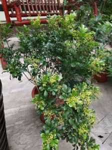 米兰花期怎么养护管理 如何管理米兰花的开花期？