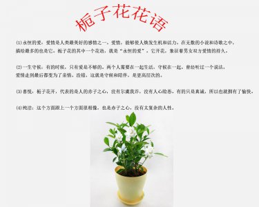 栀子花花期怎么养护管理 栀子花的花期养护技巧