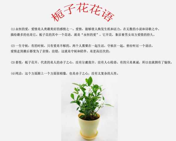 栀子花花期怎么养护管理