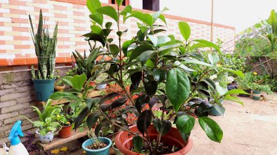 茶花花期怎么养护管理 茶花花期养护管理技巧
茶花花期护理指南