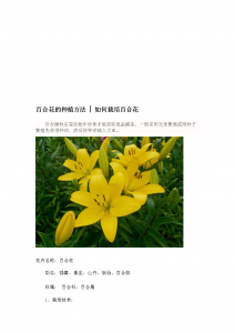 百合花花期怎么养护管理 百合花的生长管理技巧
