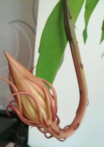 昙花花期怎么养护管理 怎样管理昙花花期养护
昙花花期养护技巧