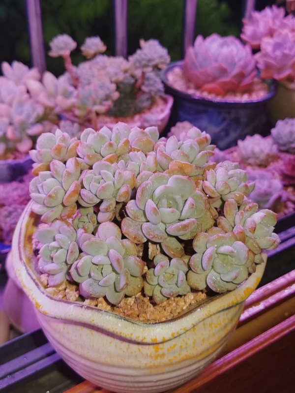 格林多肉怎么养出状态