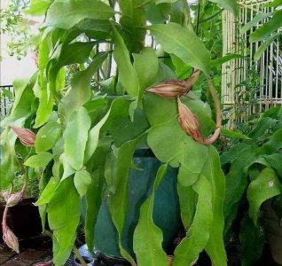 昙花生长在哪里 昙花的生长地点在哪里？