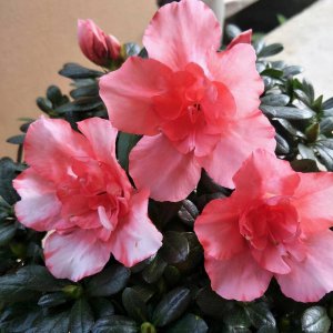 杜鹃花花期怎么养护管理 如何管理杜鹃花的花期？
