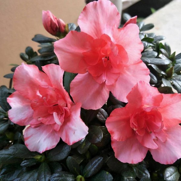 杜鹃花花期怎么养护管理