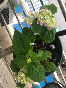 绣球花花期怎么养护管理 绣球花的花期养护技巧