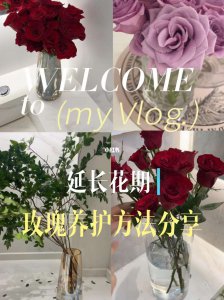 玫瑰花期怎么养护管理 养护玫瑰花期的方法
玫瑰花期养护技巧