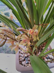 建兰花期怎么养护管理 兰花期如何养护管理
兰花期养护技巧
