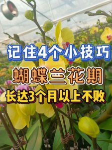 蝴蝶兰花期怎么养护管理 蝴蝶兰如何正确管理花期