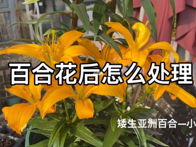 百合花期怎么养护管理 百合花如何管理养护