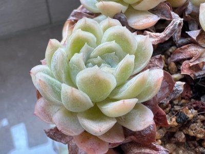 冰梅多肉怎么养出状态 怎样才能养好冰梅多肉？