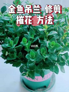 金鱼吊兰花期怎么养护管理 金鱼吊兰花如何正确养护管理