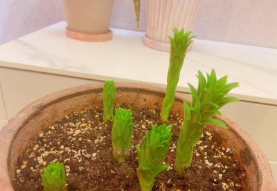 百合花生长在哪里 百合花生长的地方在哪里？