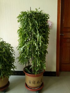 蟹爪兰用什么盆好 蟹爪兰适合什么样的花盆？