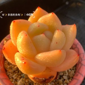 丘比特多肉怎么养出状态 如何养护丘比特多肉以保持健康状态