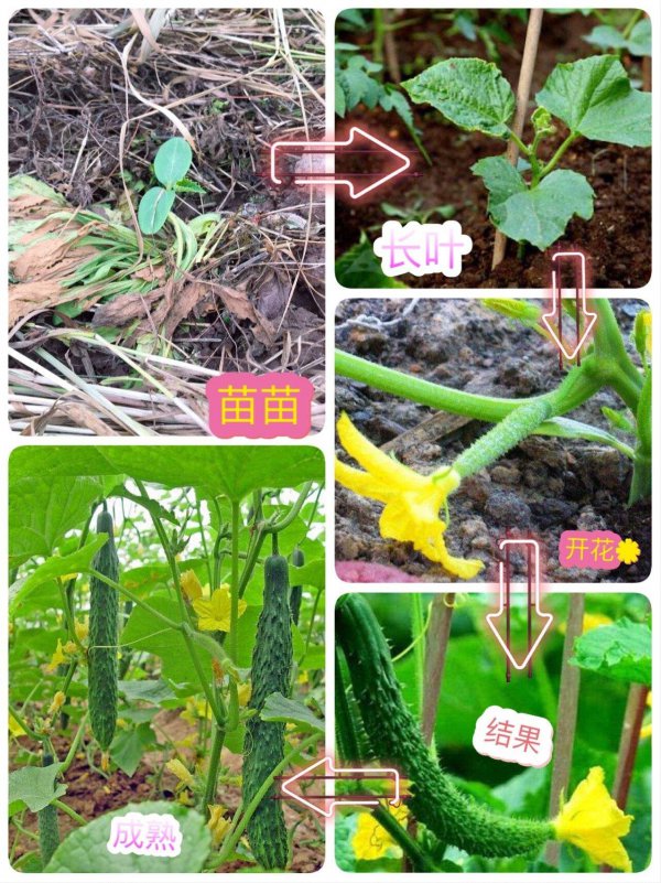 黄瓜生长在哪里