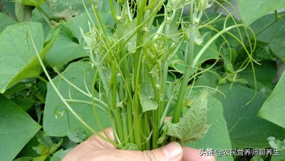 龙须菜生长在哪里 龙须菜的生长环境是在哪里？
