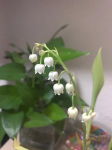 铃兰花生长在哪里 铃兰花的生长地点在哪里？