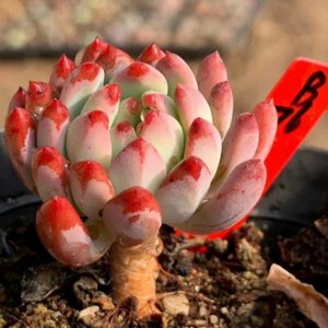 蓝苹果怎么养出状态 如何培养健康的蓝苹果 plant