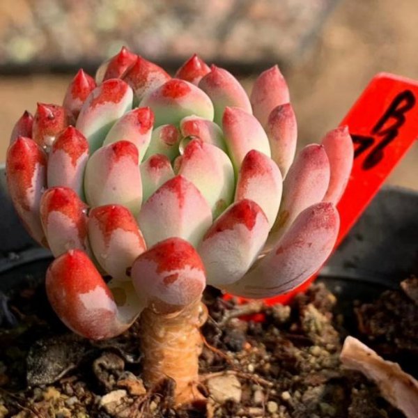 蓝苹果怎么养出状态