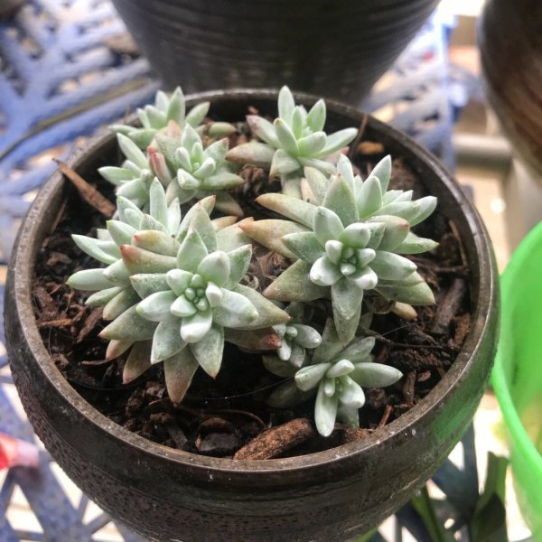 多肉白菊怎么养出状态