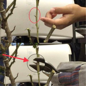 玫瑰花什么时候剪枝合适 何时是玫瑰剪枝的最佳时间？