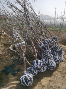 樱桃什么时候剪枝合适 何时是樱桃树最适合修剪的时候？