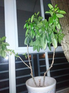非洲茉莉什么时候剪枝合适 非洲茉莉何时修剪最好？
