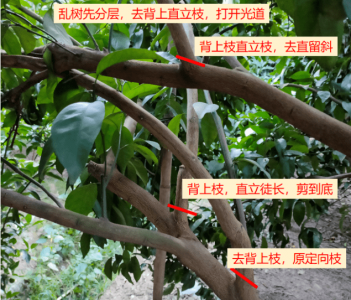 桔子树什么时候剪枝合适 何时是剪去桔子树的最佳时间？