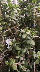 玉兰树什么时候剪枝合适 玉兰树何时修剪最恰当