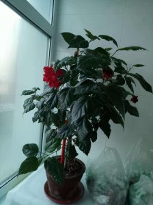 木菊花什么时候剪枝合适 木菊花最佳修剪时间是什么时候？