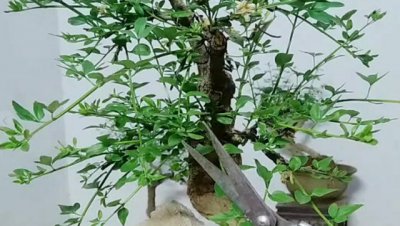 迎春花什么时候剪枝合适 什么时候是迎春花最好的修剪时间？