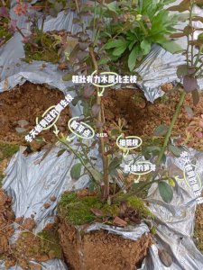 蓝莓什么时候剪枝合适 蓝莓何时修剪最好
