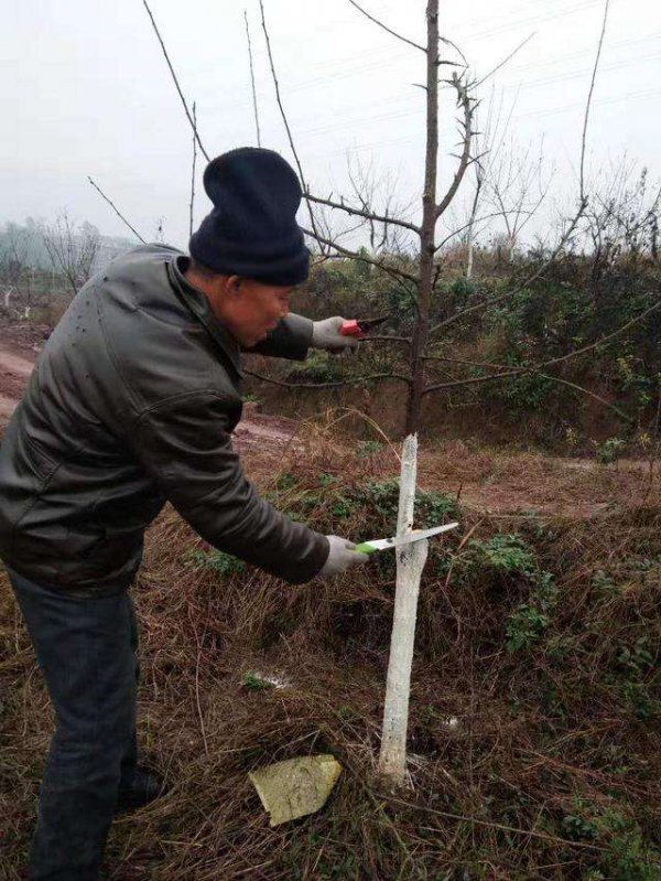 李子树什么时候剪枝合适