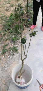 黄皮果树什么时候剪枝合适 黄皮果树最佳剪枝时间是什么时候？