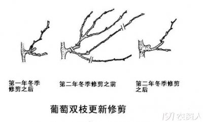 葡萄秧什么时候剪枝合适 葡萄秧何时修剪最好？