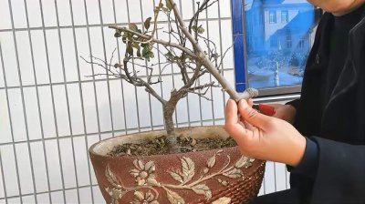 海棠花什么时候剪枝合适 海棠树何时修剪最合适？